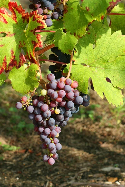 Detalhe de uvas roxas — Fotografia de Stock