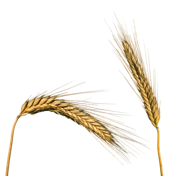 在白色上分离的小麦 — 图库照片