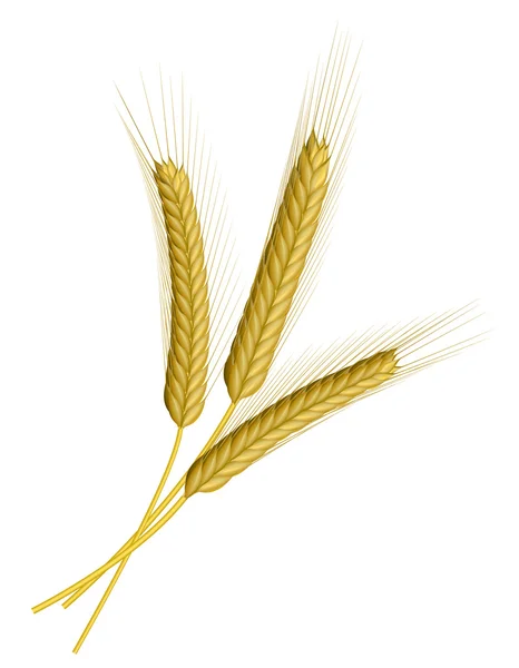 Weizen isoliert auf weiß — Stockvektor