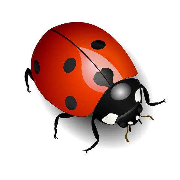 Ladybug — Stock Vector