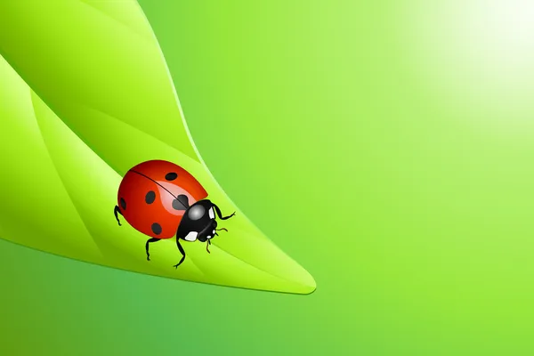 Ladybug on a leaf — Stock Vector