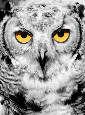 Portrait of owl clipart