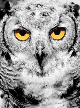 Portrait of owl with yellow eyes clipart
