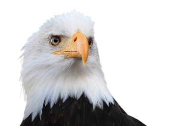 Bald eagle (Haliaeetus leucocephalus) clipart