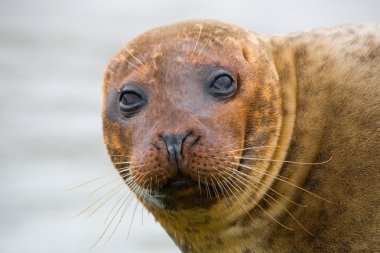 Seal Head