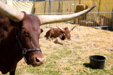 Watussi buffalo