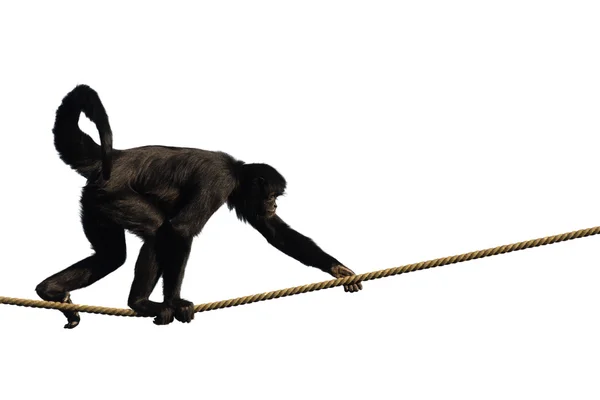 등산 원숭이 — 스톡 사진