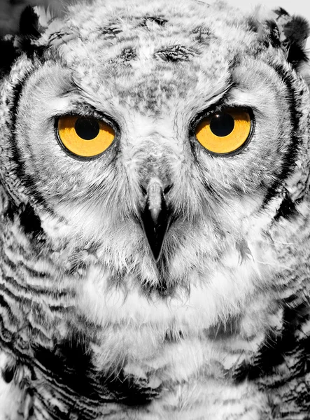 stock image Portrait of owl with yellow eyes