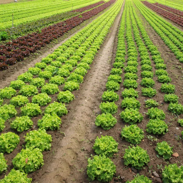 Salat auf den Feldern — Stockfoto