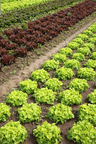 Lettuces in the fields — Stock Photo, Image