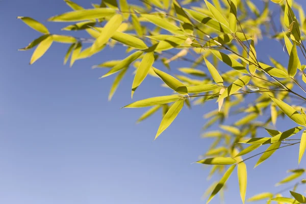 stock image Bamboo leaves