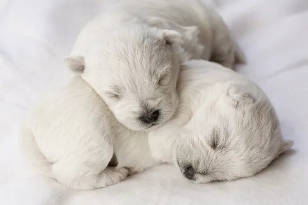 Cachorros adormecidos — Fotografia de Stock