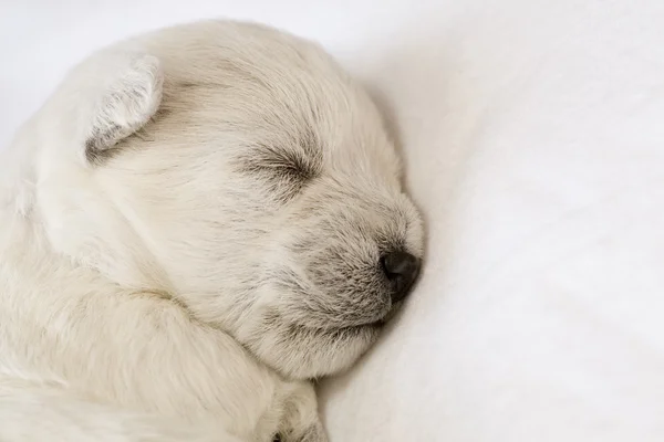 Cachorrinho adormecido — Fotografia de Stock