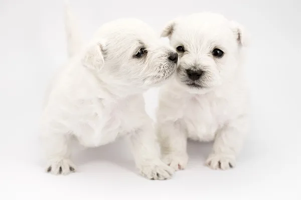 Kissing puppies — Stock Photo, Image
