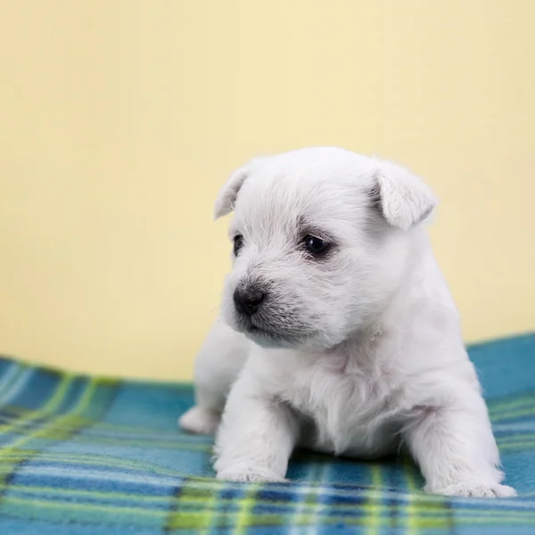 格子縞の子犬 — ストック写真