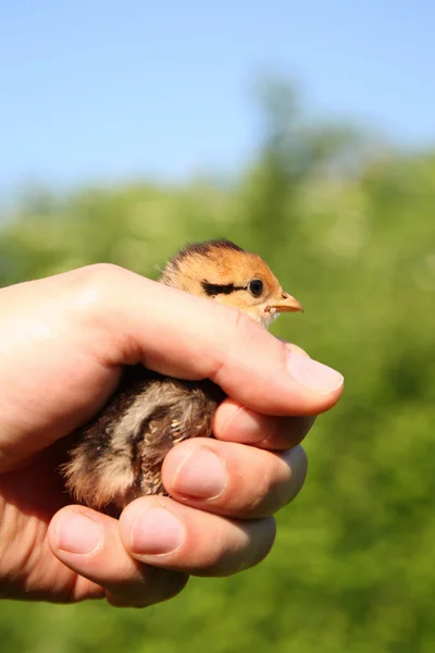 stock image Chick protection