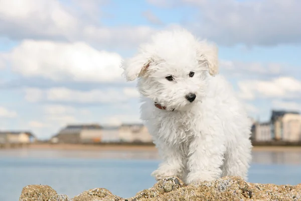 stock image Puppy on the rocks