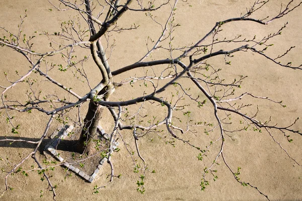 Pånyttfödelse av ett träd — Stockfoto