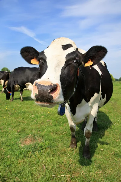 Gastvrije koe — Stockfoto
