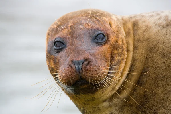 stock image Seal Head