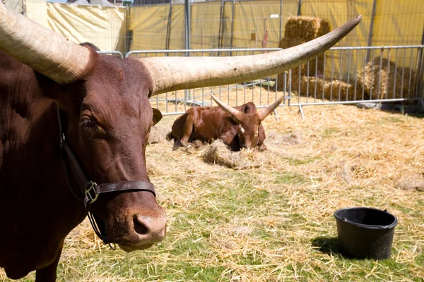 stock image Watussi buffalo