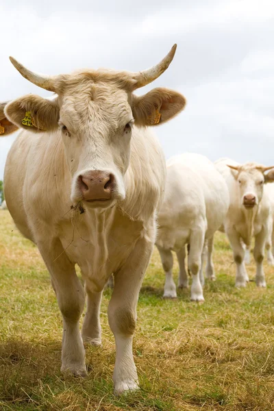 Szőke d'Aquitaine tehenek — Stock Fotó