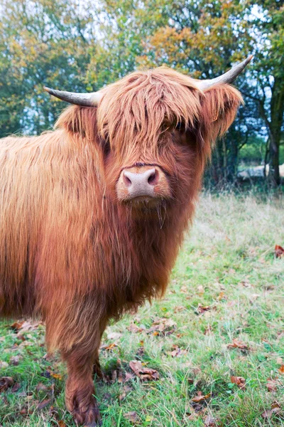 stock image Highland cow