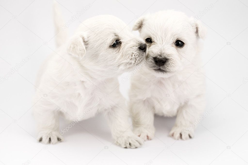 Kissing puppies