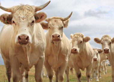 Blondes d'Aquitaine cows clipart