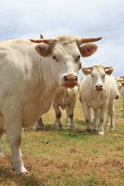 Blondes d'Aquitaine koeien — Stockfoto