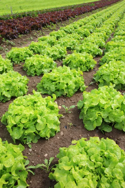 Fresh lettuces in the fields — Stock Photo, Image