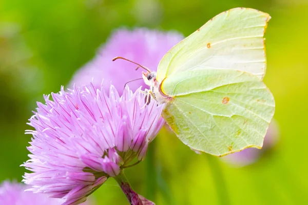 Brimstone mariposa — Foto de Stock