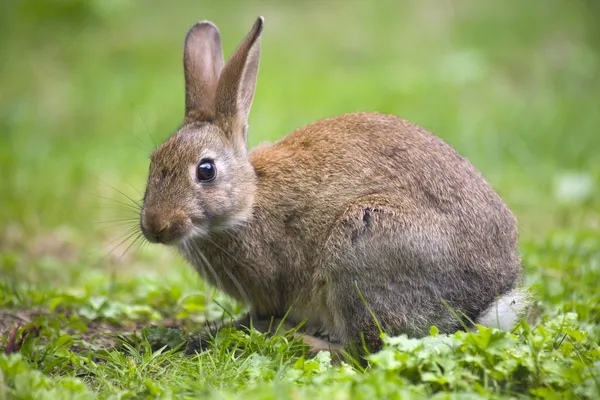 Дикий кролик — стоковое фото