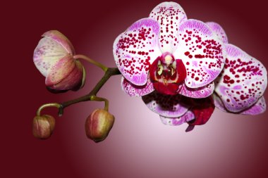 Branch of a beautifull orchid clipart