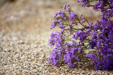 Desert flowers clipart