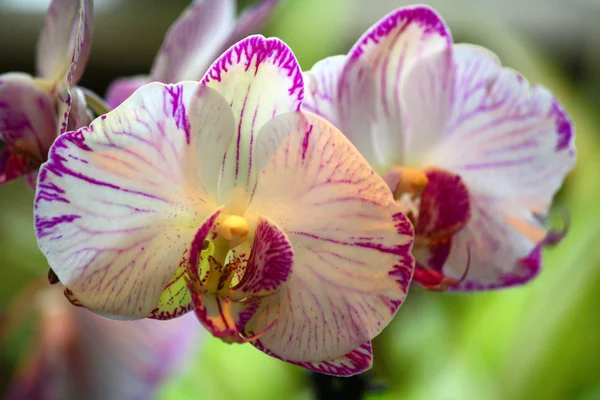 Orquídea branca e roxa — Fotografia de Stock