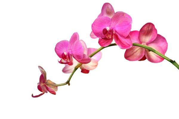 Pink Orchid — Stock Photo, Image
