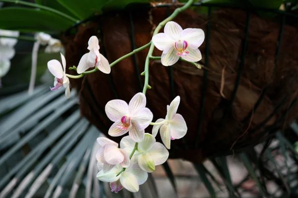 Выставка орхидей — стоковое фото