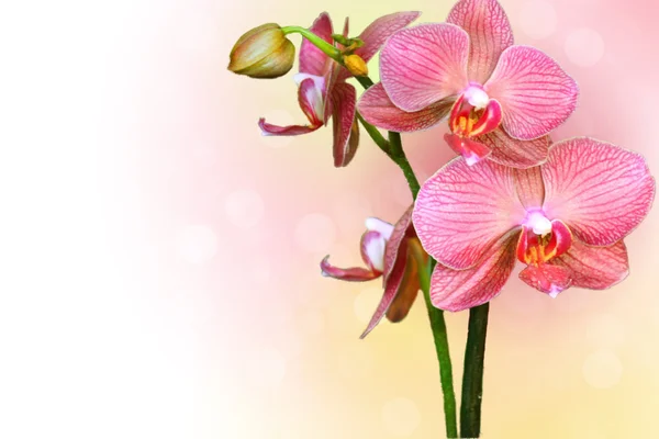 Весенняя орхидея — стоковое фото