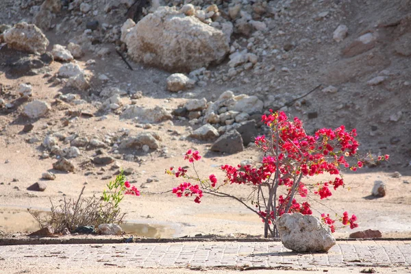 ทรายที่มีต้นไม้ดอก — ภาพถ่ายสต็อก