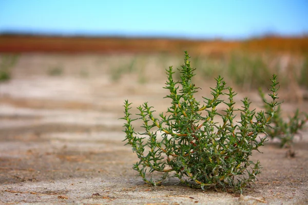 stock image Desert view