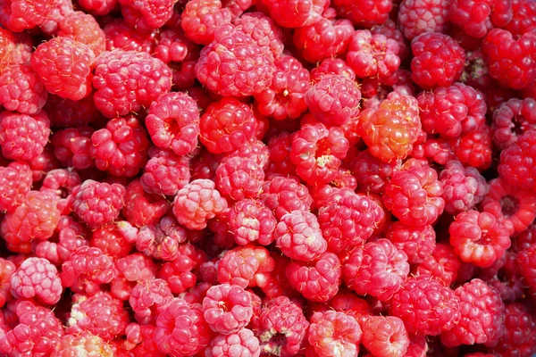 stock image Raspberry