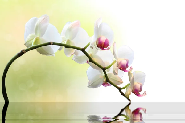 Orquídea branca com reflexão Fotografias De Stock Royalty-Free