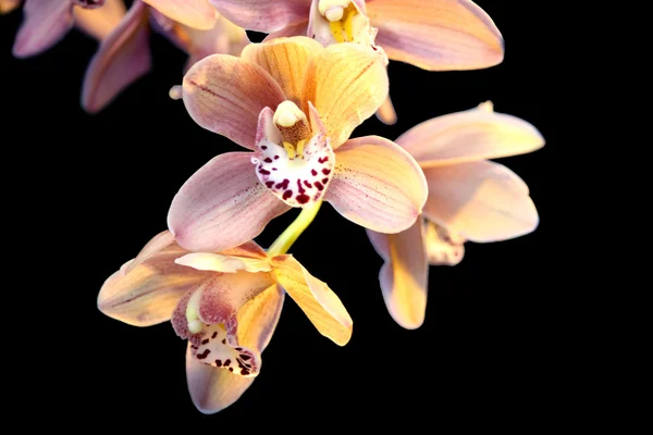 Orquídeas contra o fundo preto Fotografias De Stock Royalty-Free