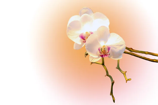 Orquídea blanca Fotos de stock libres de derechos