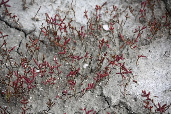 stock image Red alga