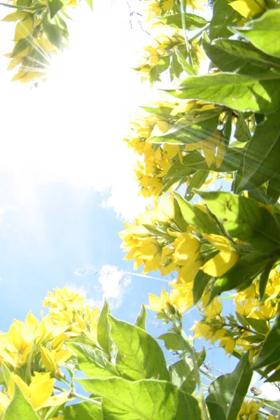 Рамка жовтих квітів обертається до сонця Ліцензійні Стокові Зображення