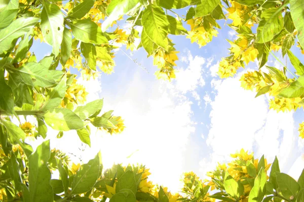 Flores amarillas giran hacia el sol Fotos de stock