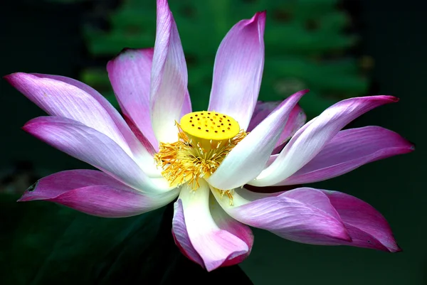 Lotus em Taiping Lake Garden Fotografia De Stock