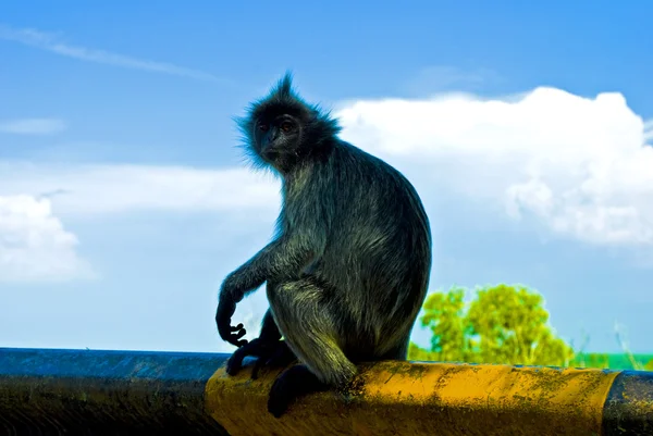 Srebrny liść małpy — Zdjęcie stockowe